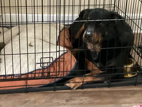 Male Rottweiler mix dog