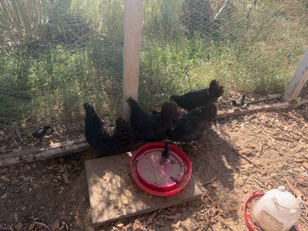 Ayam cemani 1