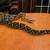 Boa Constrictor Imperial 1 thumbnail