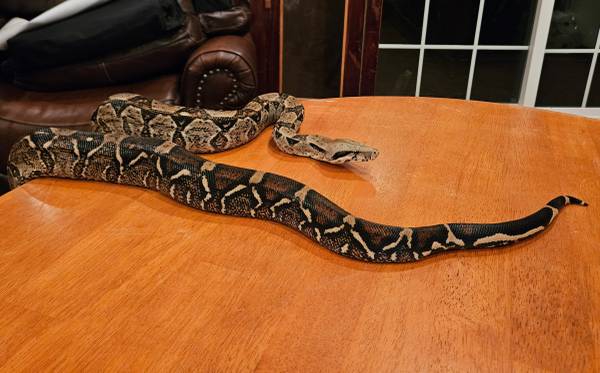 Boa Constrictor Imperial 1