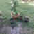 Avocado & mango plants for sale 1 thumbnail