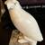 Carved white alabaster falcon bird statue in stone edge 7 thumbnail