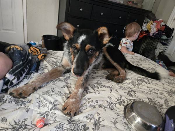 Border Heeler Mix (Elkhorn)63962707220099120