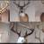 Englehart Outdoor Taxidermy Service's 1 thumbnail