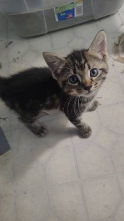 Two young kittens all ready for new homes 1