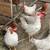 laying hens 1 thumbnail