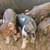 Sold out !!IPP PIGLETS STILL HAVE SOME AVAIL8BLE 2 thumbnail