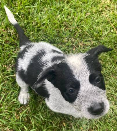 Border Collie Blue Heeler Puppy63925384459778122