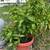 large potted plants 1 thumbnail