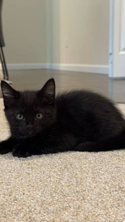 niña de 2 meses (Kent)64184332345729121