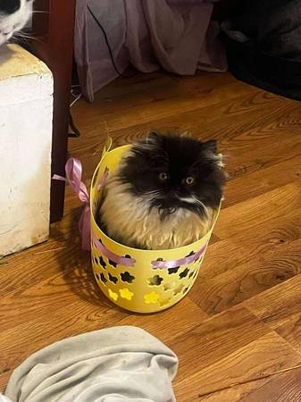 Persian Female (Bristol)64289702581891121