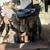 Porsche 356 912 WV Complete Engine 8 thumbnail