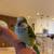 Quacker parrot 1 thumbnail