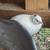 Snowflake Bobwhite Quail Chicks 8 thumbnail