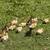 Welsh Harlequin Ducklings 2 thumbnail