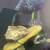 Cichlids 6 thumbnail