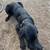 Female black lab 2 thumbnail