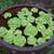 : : Floating Pond Plants - Water Lettuce : : 1 thumbnail