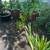 Lemon Tree Young Full Size Ground 1 thumbnail
