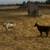 Norwegian Dwarf Goats 1 thumbnail