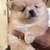 Pomeranian 1 thumbnail