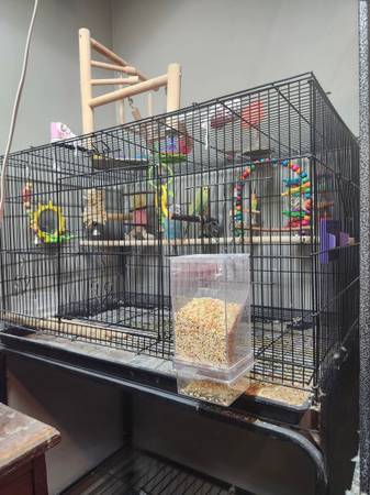 2 parakeets w/cage (Higginsville)63280524432641122