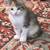 Kittens 1 thumbnail