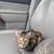 FREE KITTENS new homes needed 2 thumbnail