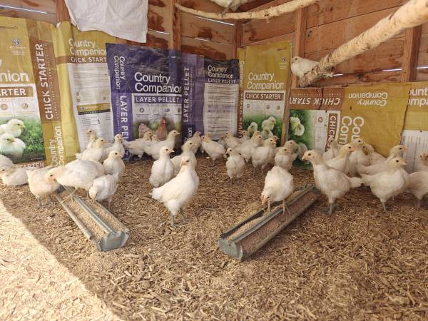 American Bresse Chicks, Pullets, & Laying Hens 1
