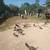 Pullets for sale 10 thumbnail