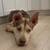 Foster or adopter for Husky Mix 2 thumbnail