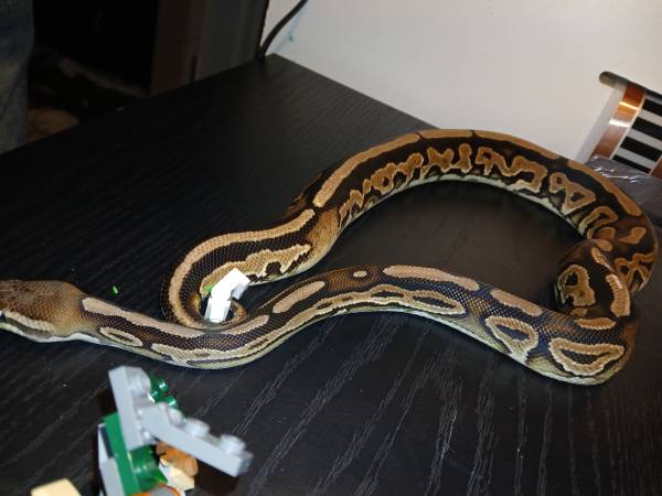 Ball python64022506104323122