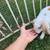Mini plush lop 4 thumbnail