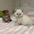 Scottish kittens 3 thumbnail