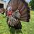 Turkey Stuffer Decoy 2 thumbnail