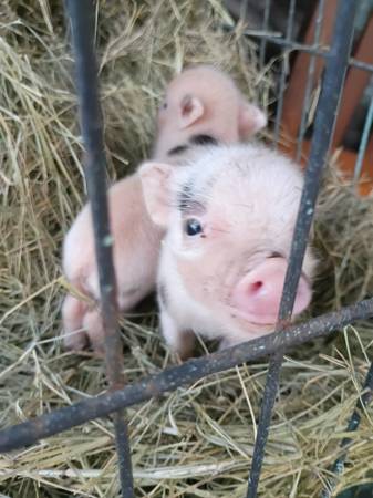 Potbelly piglets 1