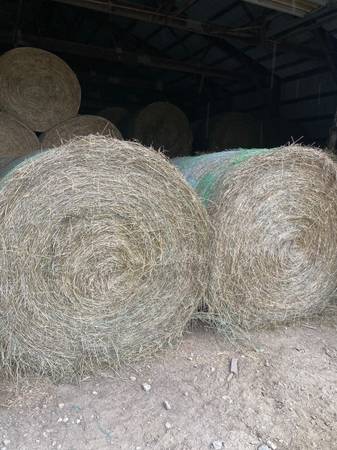 Grass hay 1