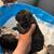 French bulldog puppies 5 thumbnail