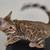 Rehoming Bengal kittens 4 thumbnail