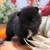 Pomeranian Pumpkins 21 thumbnail