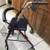 Rollator walker with seat 3 thumbnail