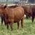 Red Angus Replacement Heifers 5 thumbnail