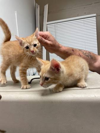 gatitos listos para irse (cb,ia)63670841060099121