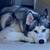 Rehoming two Siberian Huskies 2 thumbnail