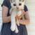 4 Kittens that need home ASAP 9 thumbnail