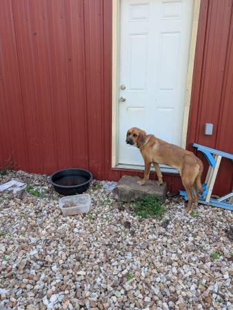 Dog found (Creal springs il)63981874407811120