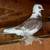 Pigeons 5 thumbnail