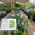 Valley Lemon Trees - 2 Feet Tall - Over 50 Citrus Varieties in stock 6 thumbnail