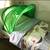 (GOOD) IKEA Shufflett Bed tent X 2 (Pink & Green) 7 thumbnail