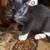 Siamese Maine Coon 12 thumbnail
